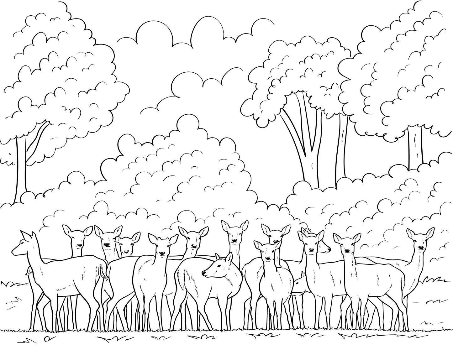 New Forest Colouring Book (A4)