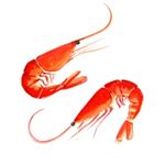 Tea towel "Oh SO bright"- Prawns